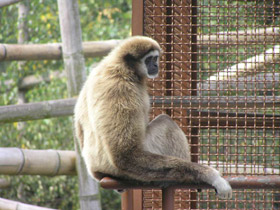 Смотреть фото Белорукий гиббон Фото Белорукий гиббон