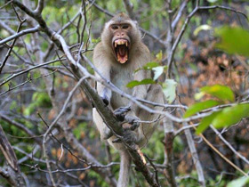 Смотреть фото Макак-крабоед Фото Макак-крабоед