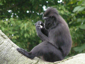 Смотреть фото Хохлатый павиан Фото Хохлатый павиан