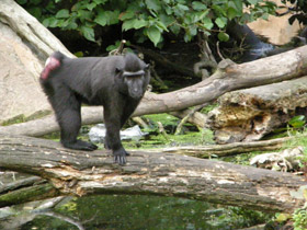 Смотреть фото Хохлатый павиан Фото Хохлатый павиан