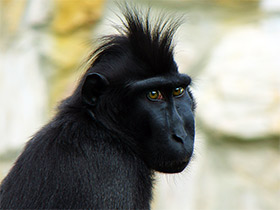 Смотреть фото Хохлатый павиан Фото Хохлатый павиан