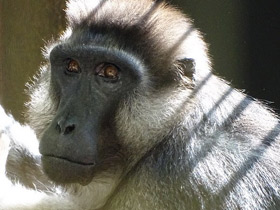 Смотреть фото Обутый макак Фото Обутый макак