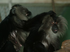 Смотреть фото Львинохвостый макак Фото Львинохвостый макак