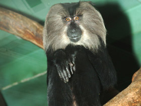 Смотреть фото Львинохвостый макак Фото Львинохвостый макак