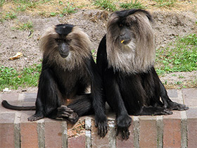 Смотреть фото Львинохвостый макак Фото Львинохвостый макак