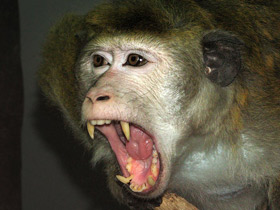 Смотреть фото Цейлонский макак Фото Цейлонский макак