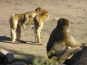 Смотреть фото Берберийский макак Фото Берберийский макак