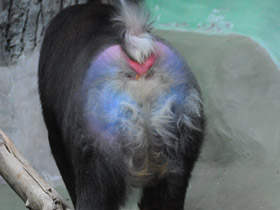 Смотреть фото Мандрил Фото Мандрил