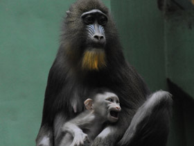 Смотреть фото Мандрил Фото Мандрил