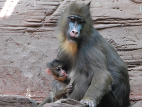 Смотреть фото Мандрил Фото Мандрил