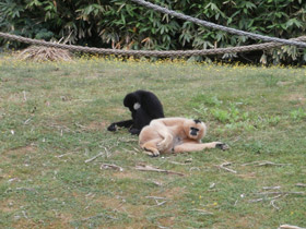 Смотреть фото Северный белощекий гиббон Фото Северный белощекий гиббон