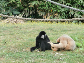 Смотреть фото Северный белощекий гиббон Фото Северный белощекий гиббон