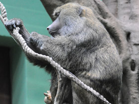 Фото Павиан-анубис