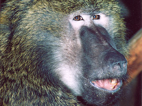 Павиан-анубис Павиан-анубис