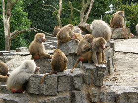 Смотреть фото Гамадрил Фото Гамадрил