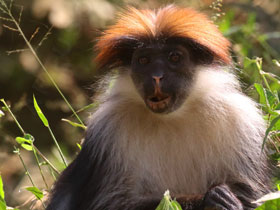 Смотреть фото Ухехеский колобус Фото Ухехеский колобус