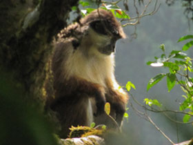 Смотреть фото Гвинейский колобус Фото Гвинейский колобус