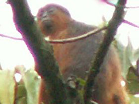 Смотреть фото Камерунский колобус Фото Камерунский колобус