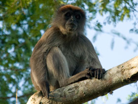 Смотреть фото Красный толстотел Фото Красный толстотел