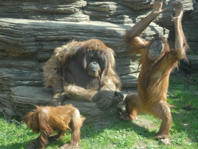 Смотреть фото Обезьяны Фото Обезьяны