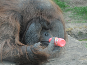 Смотреть фото Борнейский орангутан Фото Борнейский орангутан