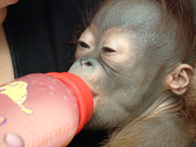 Смотреть фото Борнейский орангутан Фото Борнейский орангутан