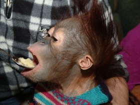 Смотреть фото Борнейский орангутан Фото Борнейский орангутан