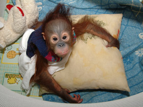 Смотреть фото Борнейский орангутан Фото Борнейский орангутан