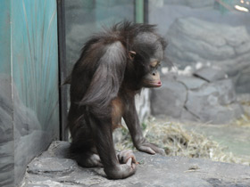 Смотреть фото Борнейский орангутан Фото Борнейский орангутан
