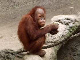 Смотреть фото Борнейский орангутан Фото Борнейский орангутан