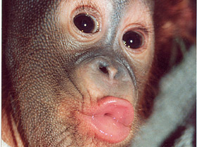 Борнейский орангутан Борнейский орангутан