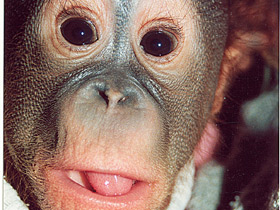 Борнейский орангутан Борнейский орангутан