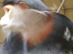 Смотреть фото Немейский тонкотел Фото Немейский тонкотел