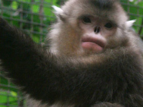 Смотреть фото Чёрный ринопитек Фото Чёрный ринопитек