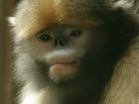 Смотреть фото Чёрный ринопитек Фото Чёрный ринопитек