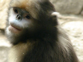 Смотреть фото Чёрный ринопитек Фото Чёрный ринопитек