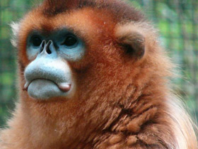 Смотреть фото Рокселланов ринопитек Фото Рокселланов ринопитек