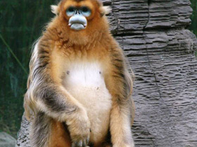 Смотреть фото Рокселланов ринопитек Фото Рокселланов ринопитек