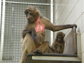 Смотреть фото Гелада Фото Гелада