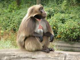 Смотреть фото Гелада Фото Гелада
