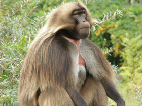 Смотреть фото Гелада Фото Гелада