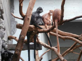 Смотреть фото Яванский лангур Фото Яванский лангур