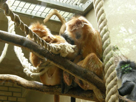 Смотреть фото Яванский лангур Фото Яванский лангур