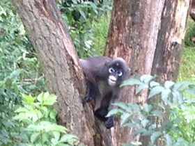 Смотреть фото Очковый тонкотел Фото Очковый тонкотел
