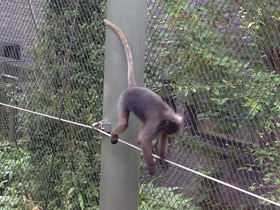 Смотреть фото Очковый тонкотел Фото Очковый тонкотел