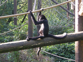 Смотреть фото Буроголовая коата Фото Буроголовая коата