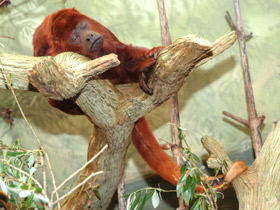 Рыжий ревун Рыжий ревун