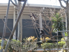 Смотреть фото Колумбийская коата Фото Колумбийская коата