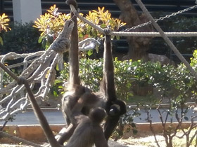 Смотреть фото Колумбийская коата Фото Колумбийская коата