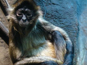 Смотреть фото Коата Жоффруа Фото Коата Жоффруа